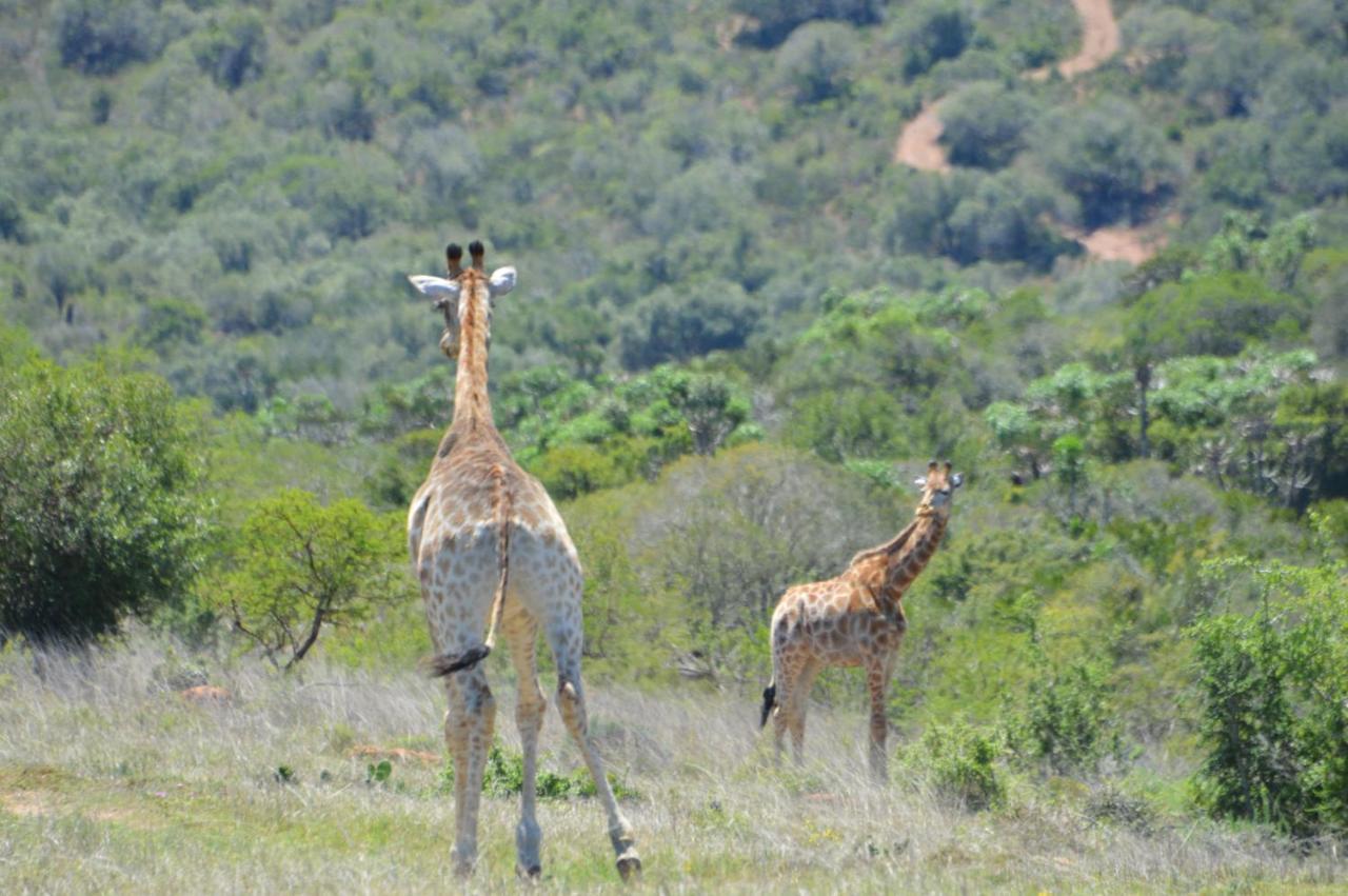 African Safari Lodge Grahamstown Exteriér fotografie