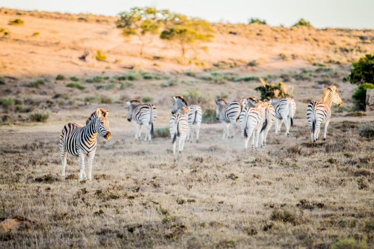 African Safari Lodge Grahamstown Exteriér fotografie