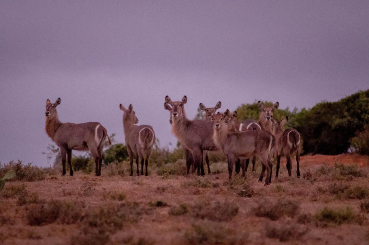 African Safari Lodge Grahamstown Exteriér fotografie
