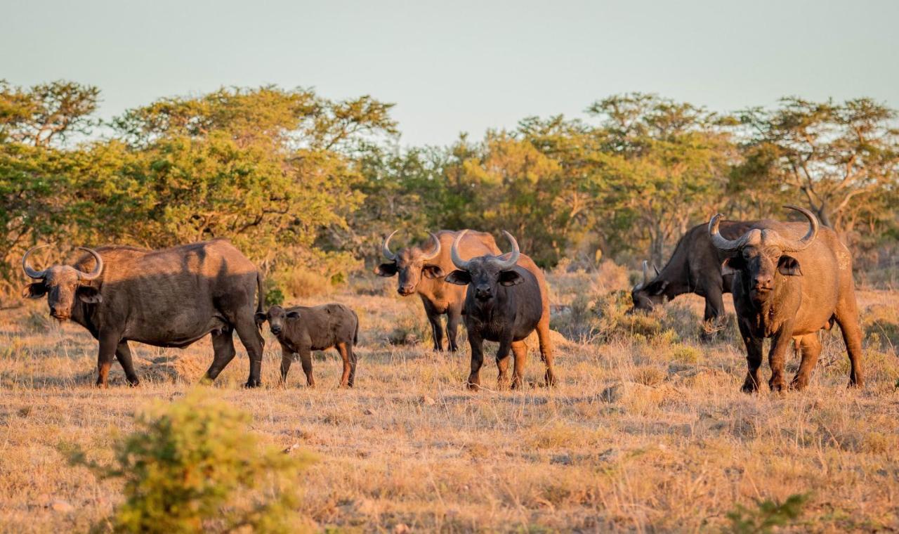 African Safari Lodge Grahamstown Exteriér fotografie